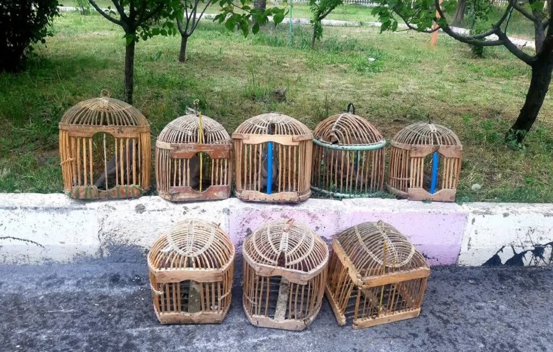 بازگشت ۱۶ قطعه کبک وحشی به طبیعت سقز در راستای حفاظت از تنوع زیستی