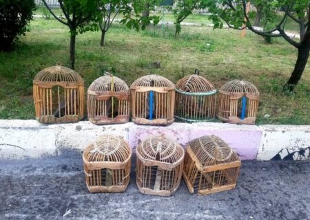 بازگشت ۱۶ قطعه کبک وحشی به طبیعت سقز در راستای حفاظت از تنوع زیستی