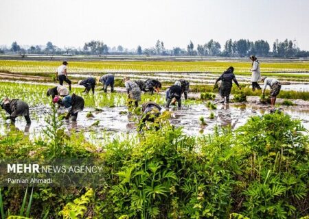 برنج قربانی سوءمدیریت‌ها: از عملکرد پراکنده تا انبار احتکار