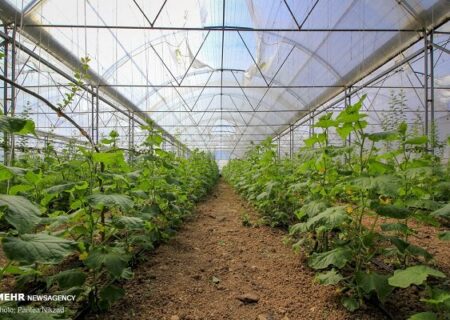 فعالیت۳۰۰ واحد گلخانه ای در آذربایجان غربی/لزوم استفاده از دانش فنی