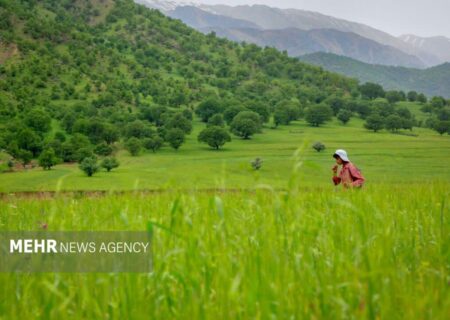 ۲۶ ایستگاه تولید بذر مرتعی در کشور فعال می‌شود