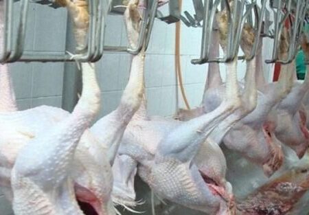 تولید ۳۰ درصد گوشت بوقلمون کشور در زنجان