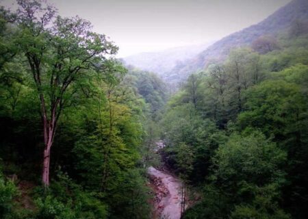 پروژه‌های جدید صیانتی در جنگل‌های شمال اجرا می‌شود