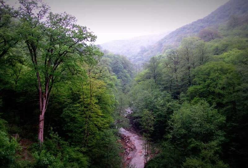 پروژه‌های جدید صیانتی در جنگل‌های شمال اجرا می‌شود