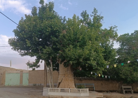 ثبت ملی درخت چنار روستای «شیرازآباد» گناباد