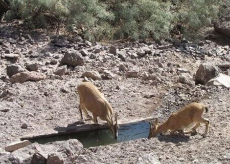 نصب آبشخور برای حمایت و تقویت زیستگاه‌های حیات‌وحش