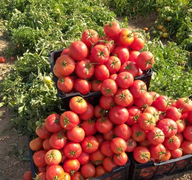 گوجه اقلید روانه بازارهای خلیج فارس شد