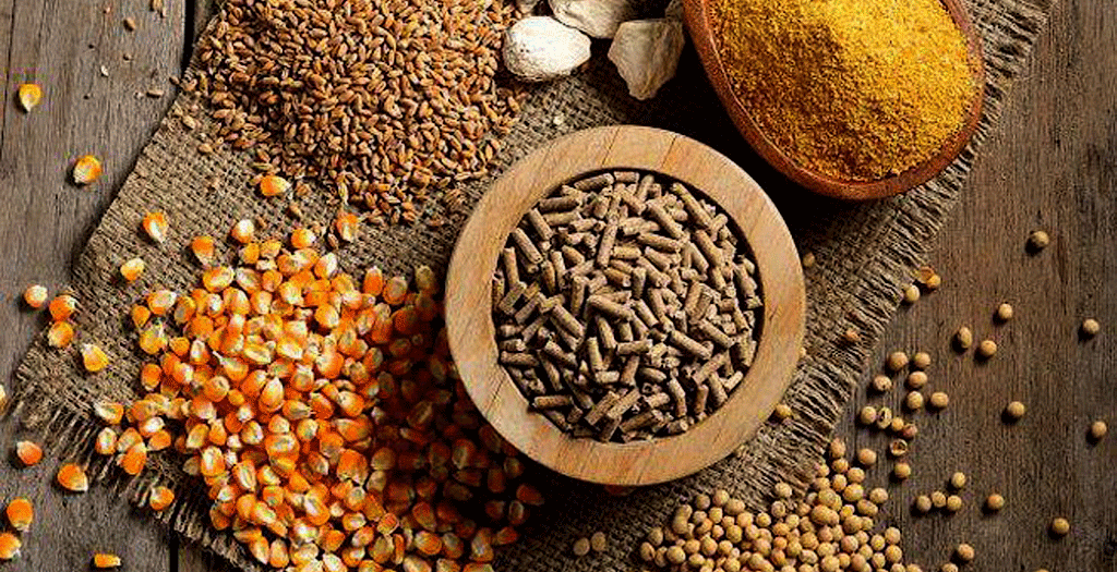 کشف ۵ تن خوراک طیور بدون مجوز در الیگودرز