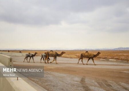 مهلت دادستان قشم برای ساماندهی شترهای سرگردان و پلاک‌کوبی دام‌ها