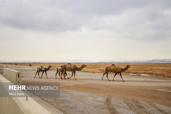 مهلت دادستان قشم برای ساماندهی شترهای سرگردان و پلاککوبی دامها