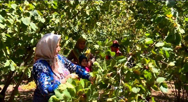 همت باغداران گیلانی برای پر کردن سبد تولید فندق