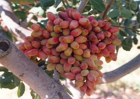 برگزاری جشنواره پسته زرندیه