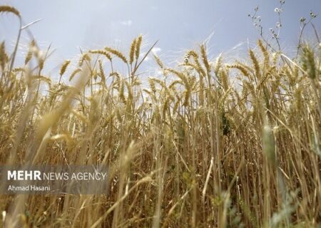 نرخ پیشنهادی ۳۲ هزار تومان برای هر کیلو گرم گندم رد شد