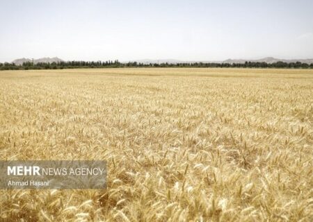 قیمت خرید گندم امروز ۲۱ شهریور ماه در بازار جهانی