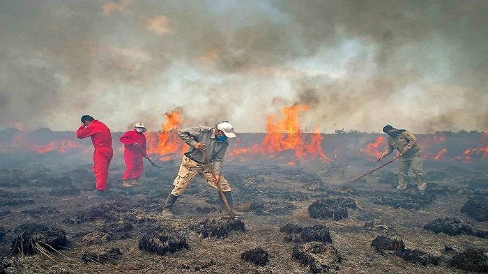 خاکستر شدن ۸ هکتار پوشش گیاهی میانکاله