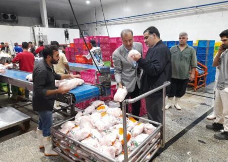 بازار مرغ مازندران زیر ذره‌بین جهاد کشاورزی