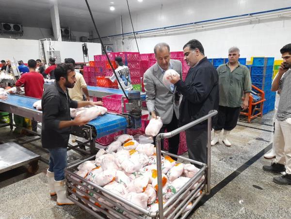 بازار مرغ مازندران زیر ذرهبین جهاد کشاورزی