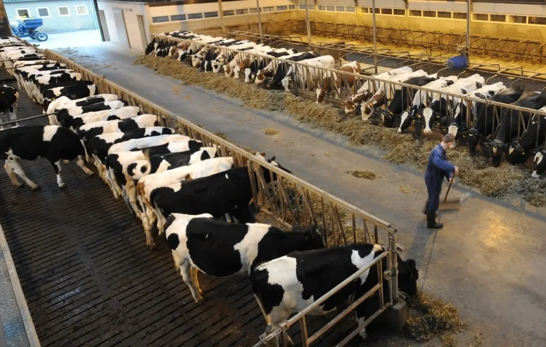 آغاز ساخت مرحله دوم شهرک دامپروری غیاثآباد فسا