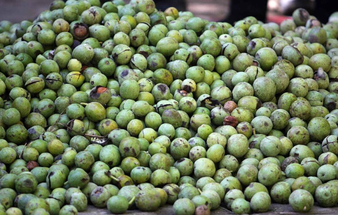 ۱۰۰ کیلوگرم گردو مسروقه در اقلید کشف شد