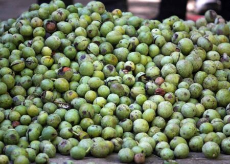 ۱۰۰ کیلوگرم گردو مسروقه در اقلید کشف شد