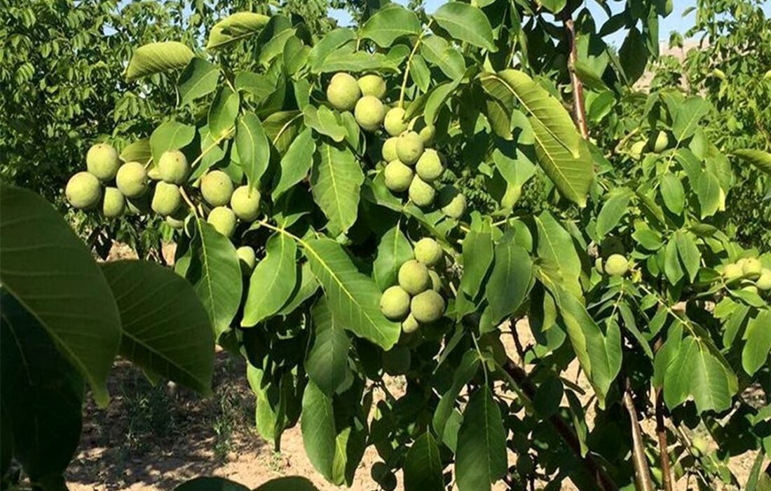 پیشبینی برداشت ۱۰۰۰ تن گردو از باغات چالوس