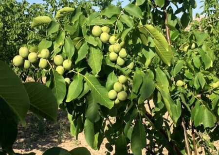 پیش‌بینی برداشت ۱۰۰۰ تن گردو از باغات چالوس
