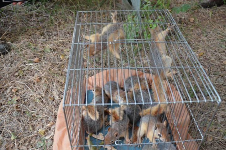 قاچاق همه گونههای حیات وحش غیرقانونی است