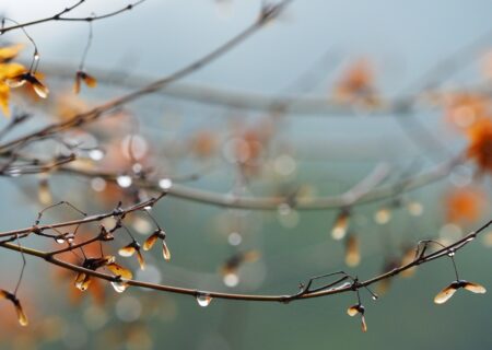 پیش بینی بارش های نرمال پاییز و زمستانی در خراسان جنوبی