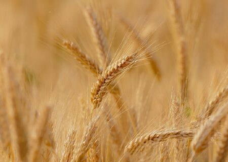 خرید ۳۰۰ هزار تن گندم مازاد از کشاورزان آذربایجان شرقی 