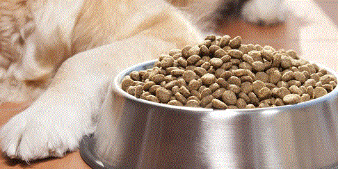 ضبط غذای حیوانات خانگی قاچاق