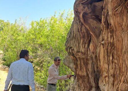 سرو‌های تاریخی زیرکوه با قدمت ۱۵۰۰ ساله، میراثی ماندگار در خراسان جنوبی