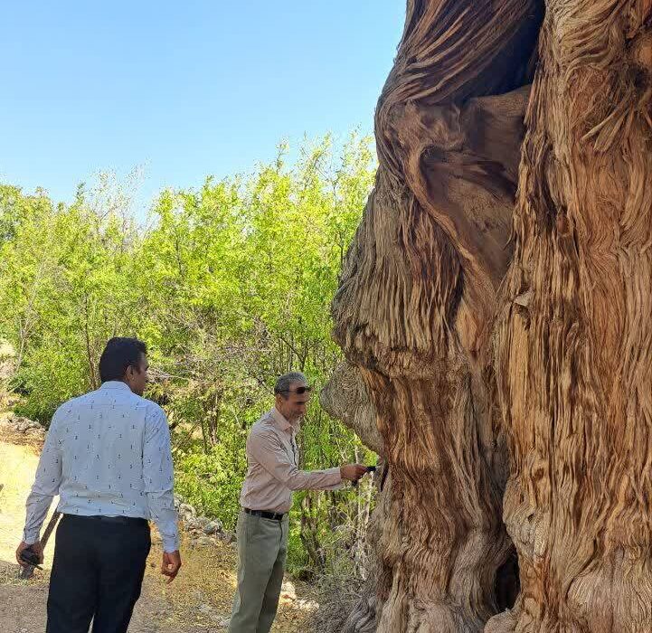 سروهای تاریخی زیرکوه با قدمت ۱۵۰۰ ساله، میراثی ماندگار در خراسان جنوبی