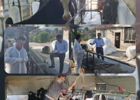 پایش سل و بروسلوز در دامداری‌های شهرستان دنا