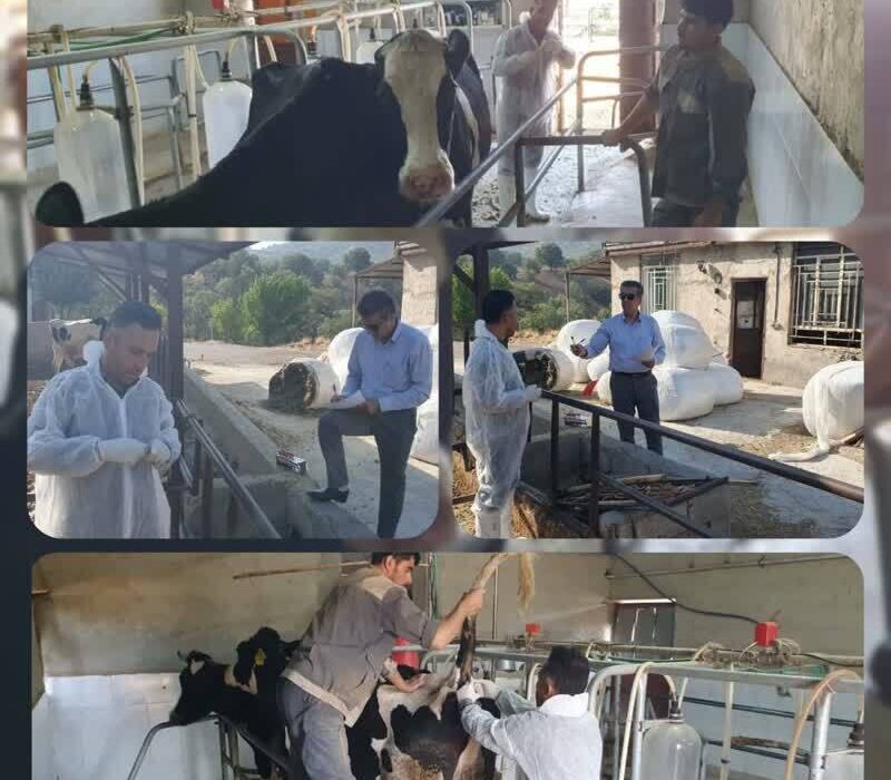 پایش سل و بروسلوز در دامداری‌های شهرستان دنا