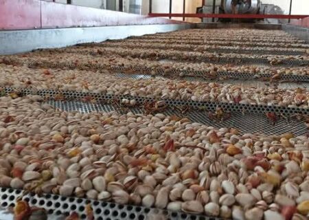 درآمد ۳۲۰۰ میلیارد تومانی باغداران نیشابور از برداشت پسته