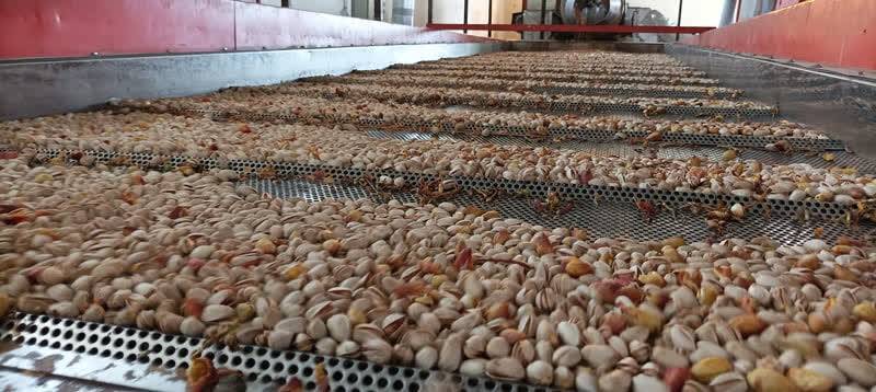 درآمد ۳۲۰۰ میلیارد تومانی باغداران نیشابور از برداشت پسته