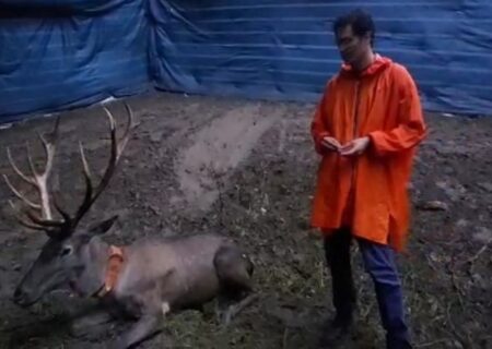 ردیاب‌های بومی بر گردن مرال‌های هیرکانی