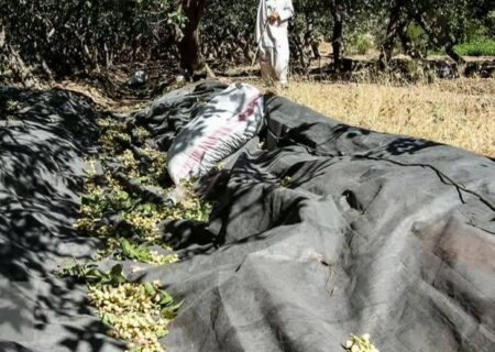 پایان برداشت پسته در خواف