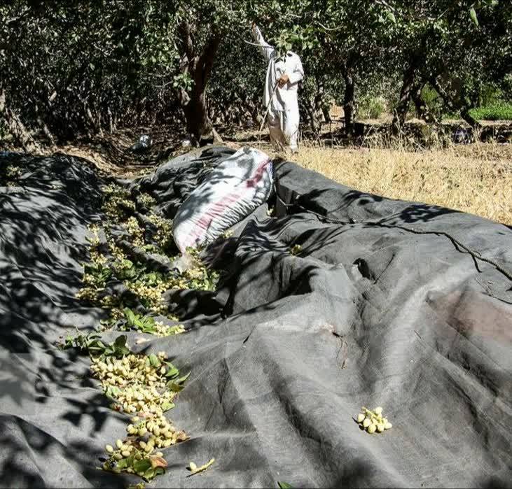 پایان برداشت پسته در خواف