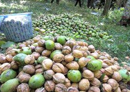 برداشت گردو از بیش از ۴ هزار هکتار از باغ‌های گیلان