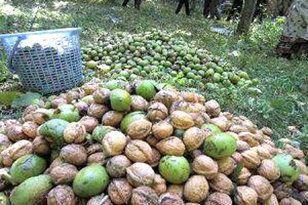 برداشت گردو از بیش از ۴ هزار هکتار از باغهای گیلان