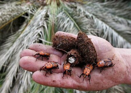 ضرورت همدلی ملی برای نجات نخیلات کشور