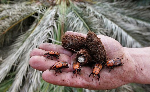 ضرورت همدلی ملی برای نجات نخیلات کشور