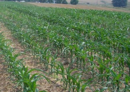 کشت موفق ذرت مکزیکی در شهرستان بن