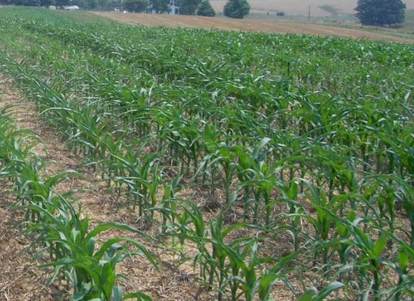 کشت موفق ذرت مکزیکی در شهرستان بن