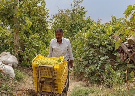 آذربایجان‌ غربی در جمع ۴ استان برتر تولید انگور کشور
