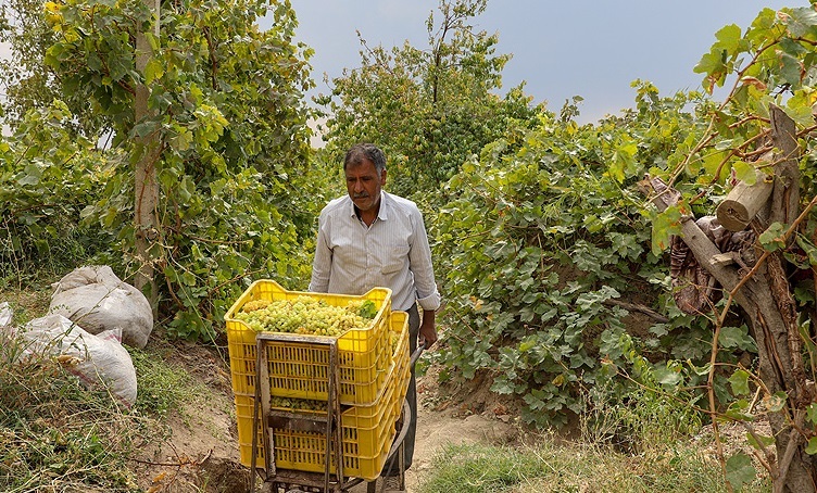 آذربایجان‌ غربی در جمع ۴ استان برتر تولید انگور کشور