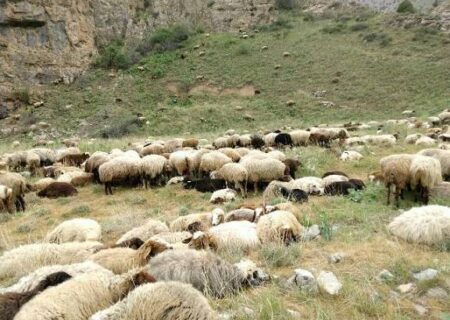 اجرای مجازات جایگزین برای حفظ منابع طبیعی در شهرستان درمیان