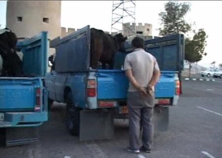 دستگیری گروه سارقان احشام