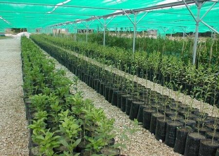 تولید بیش از ۳۹۸ هزار نهال در کازرون